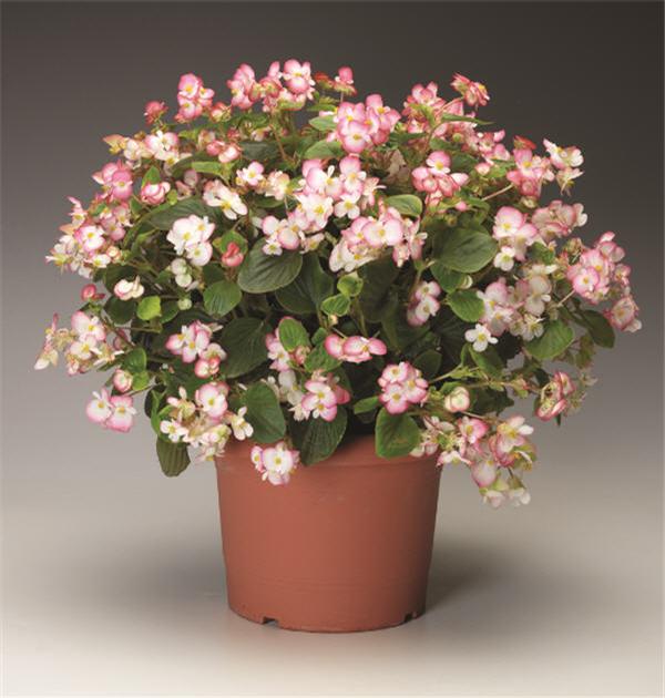 Begonia Begonia Volumia Rose Bicolor Green Leaf from American Farms