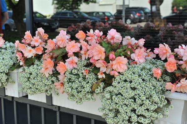 Begonia Rieger Begonia Rieger Unbelievable Miss Montreal From American Farms