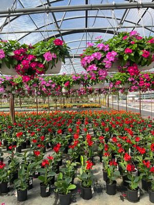 Canna Lilies and Vinca Trailing Hanging Baskets. Canna Lilies and Vinca Trailing Hanging Baskets.