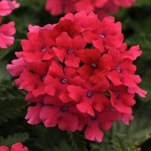 img1